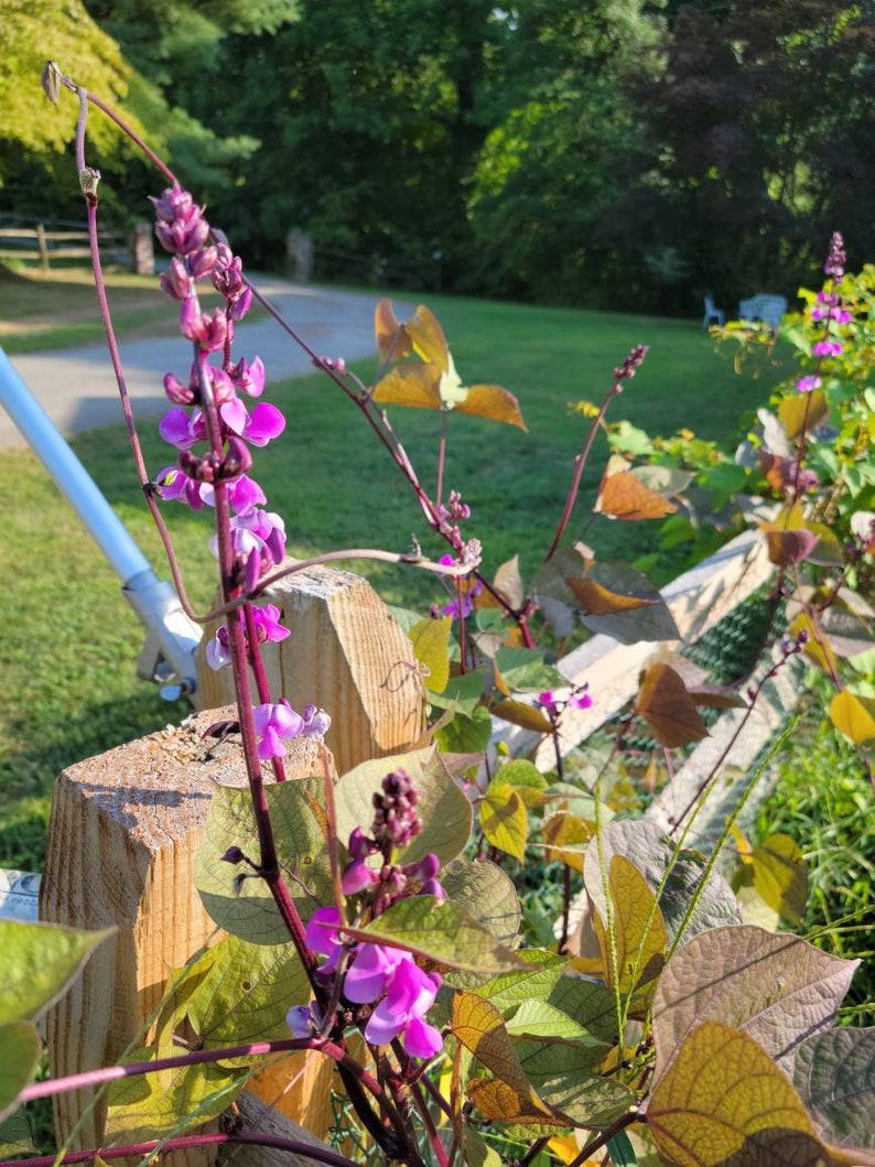 以下が含まれることがあります： 木製のフェンスに緑の葉がついた紫の花が咲いています。花は満開で、葉は青々としています。