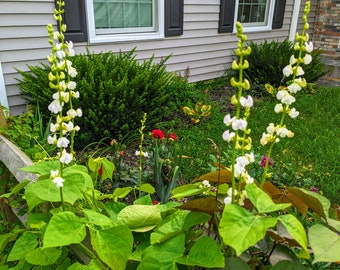 20 + Heirloom White Hyacinth Bean Vine Seeds