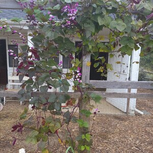 以下が含まれることがあります： 白い木製のフェンスにピンクの花を咲かせた紫の葉の豆の植物。植物はトレリスに沿って成長しており、手前に黒い鶏の置物があります。