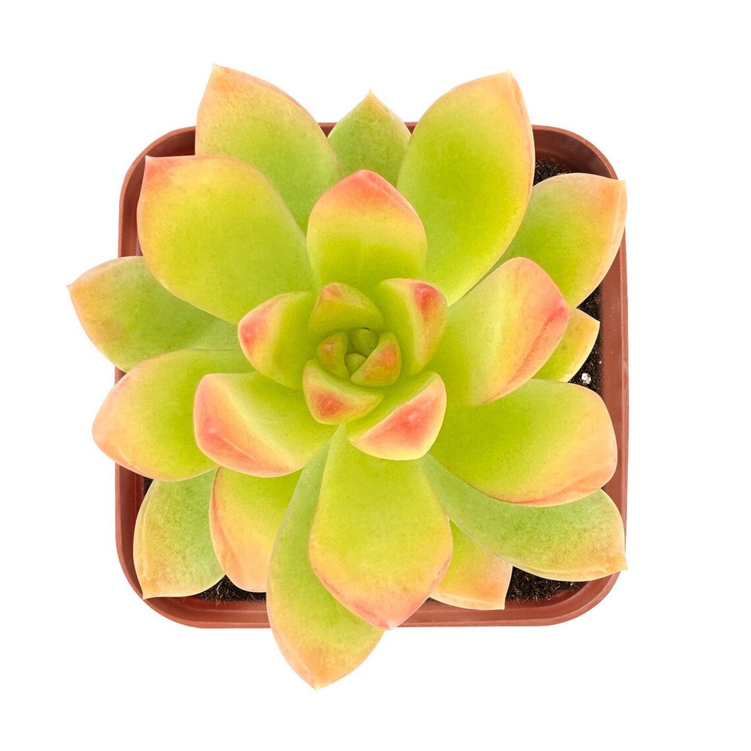 Rare Succulent Plants, Sedum golden Glow Rosette Succulent Fully Rooted
