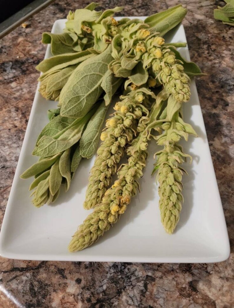 Whole Dried Organic Mullein Stalk Etsy