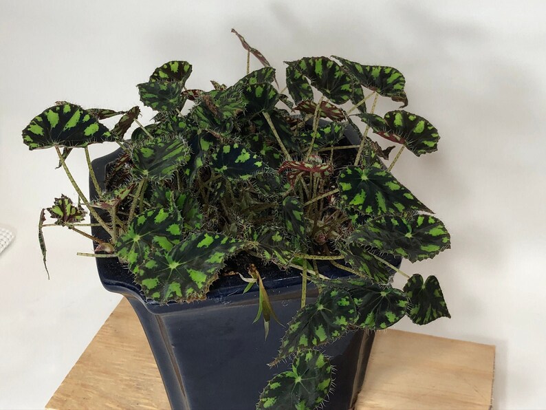 Beautiful And Unique Eyelash Tiger Paw Begonia In 4 Pot | Etsy
