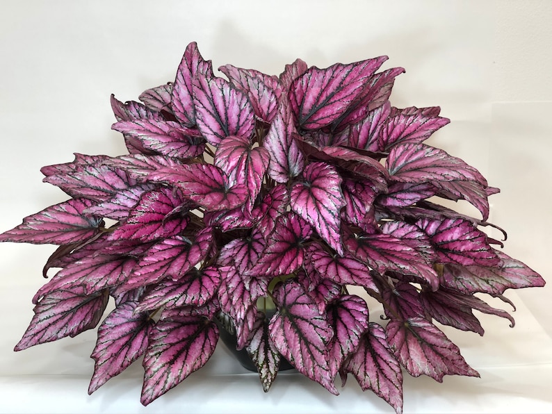 Brilliant And Unique Shadow King Rex Begonia Healthy Rooted Etsy