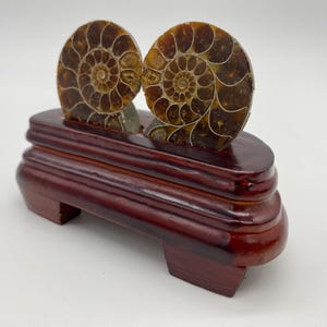 May include: Two polished ammonite fossils, showcasing intricate spiral patterns in shades of brown and tan, are displayed on a dark reddish-brown wooden stand. The stand has a tiered design, adding to the decorative appeal of the fossils.