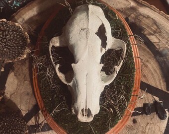 Mossy Raccoon Skull Plaque