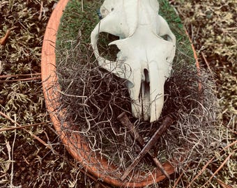 Mossy Woodchuck Skull Plaque | Curiosities | Bones | Witchy Decor