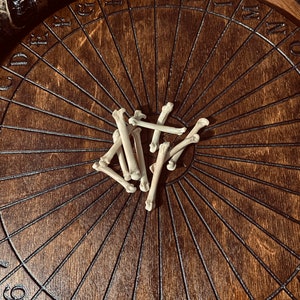 Bobcat Foot Bones