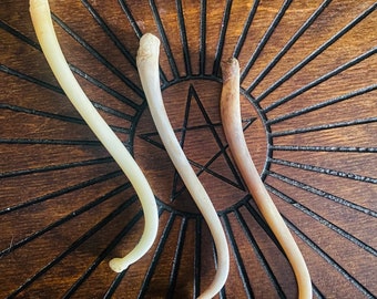 Jumbo Raccoon Penis Bone