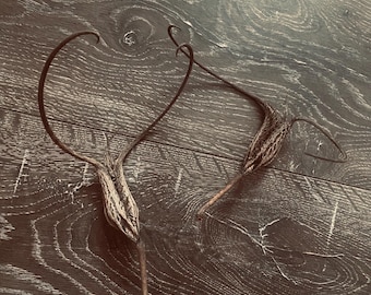 Devils Claw | Seed Pod | Unicorn Plant | Witchcraft