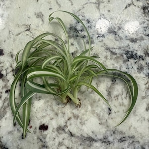 Spider Plant Babies/Cuttings | rooted and unrooted