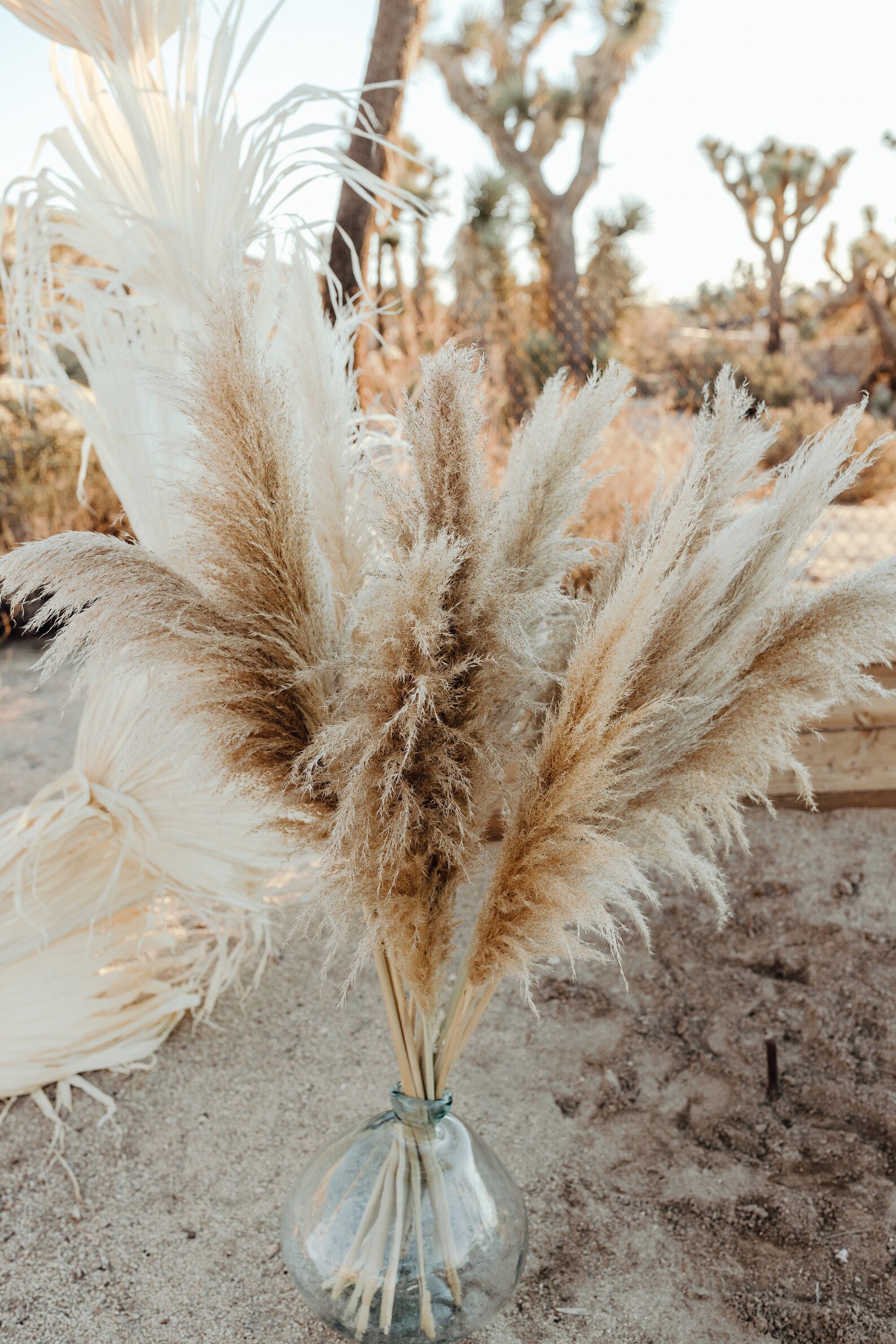 Large Dried Pampas Grass: Timeless Elegance for Home and Garden