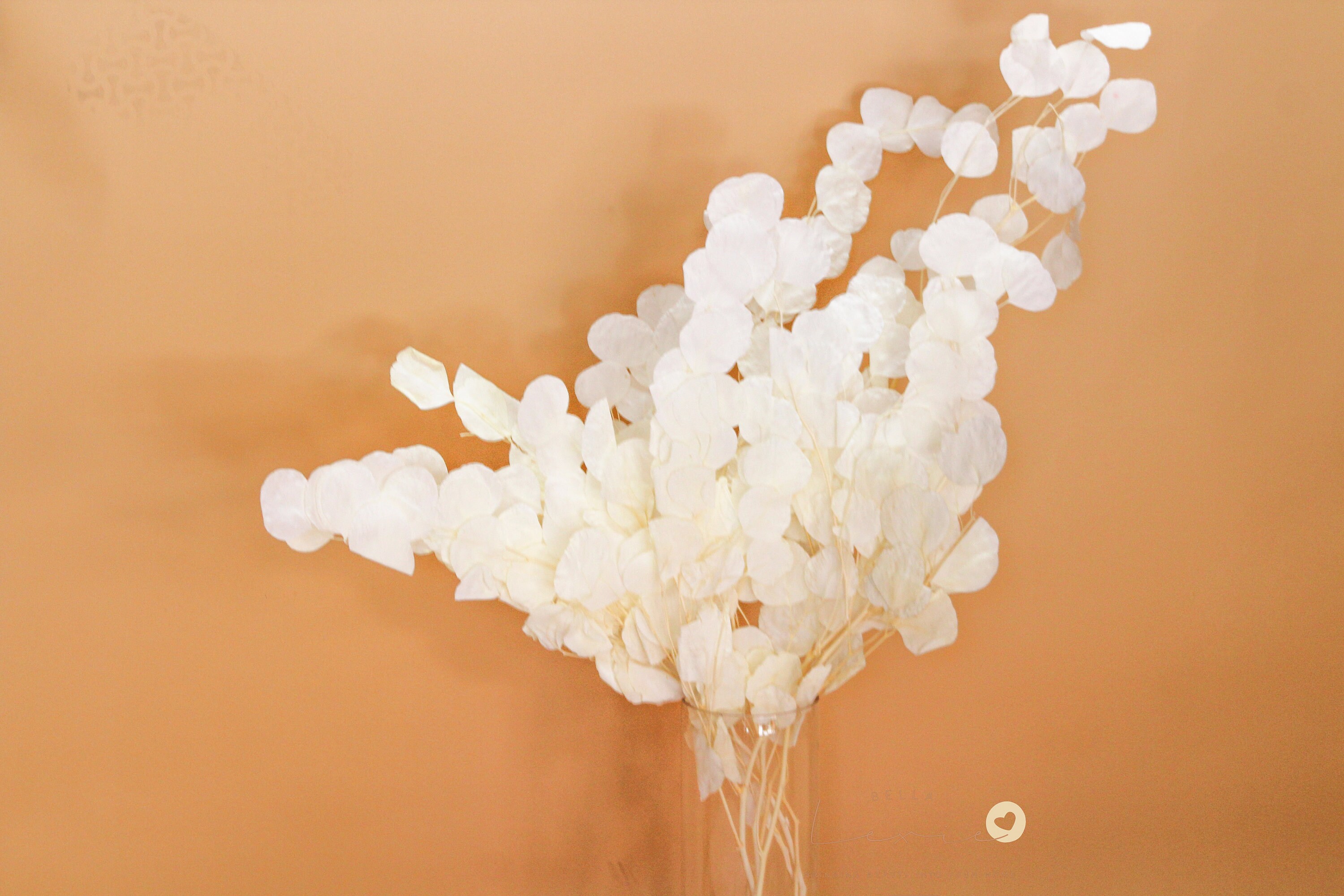 Dried Natural 1015 White Eucalyptus Branches Preserved Etsy