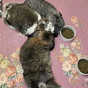 May include: Three puppies, with brown, gray, and white fur, are lying on a pink floral patterned blanket. Two white bowls filled with brown kibble are next to the puppies. The blanket has the words "I love you" and "perfect" printed on it.