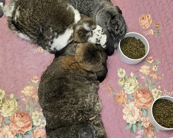 Spielmatte für Haustiere / Hunde / Katzen / Meerschweinchen / Kaninchen aus Baumwolle: Rutschfest, maschinenwaschbar