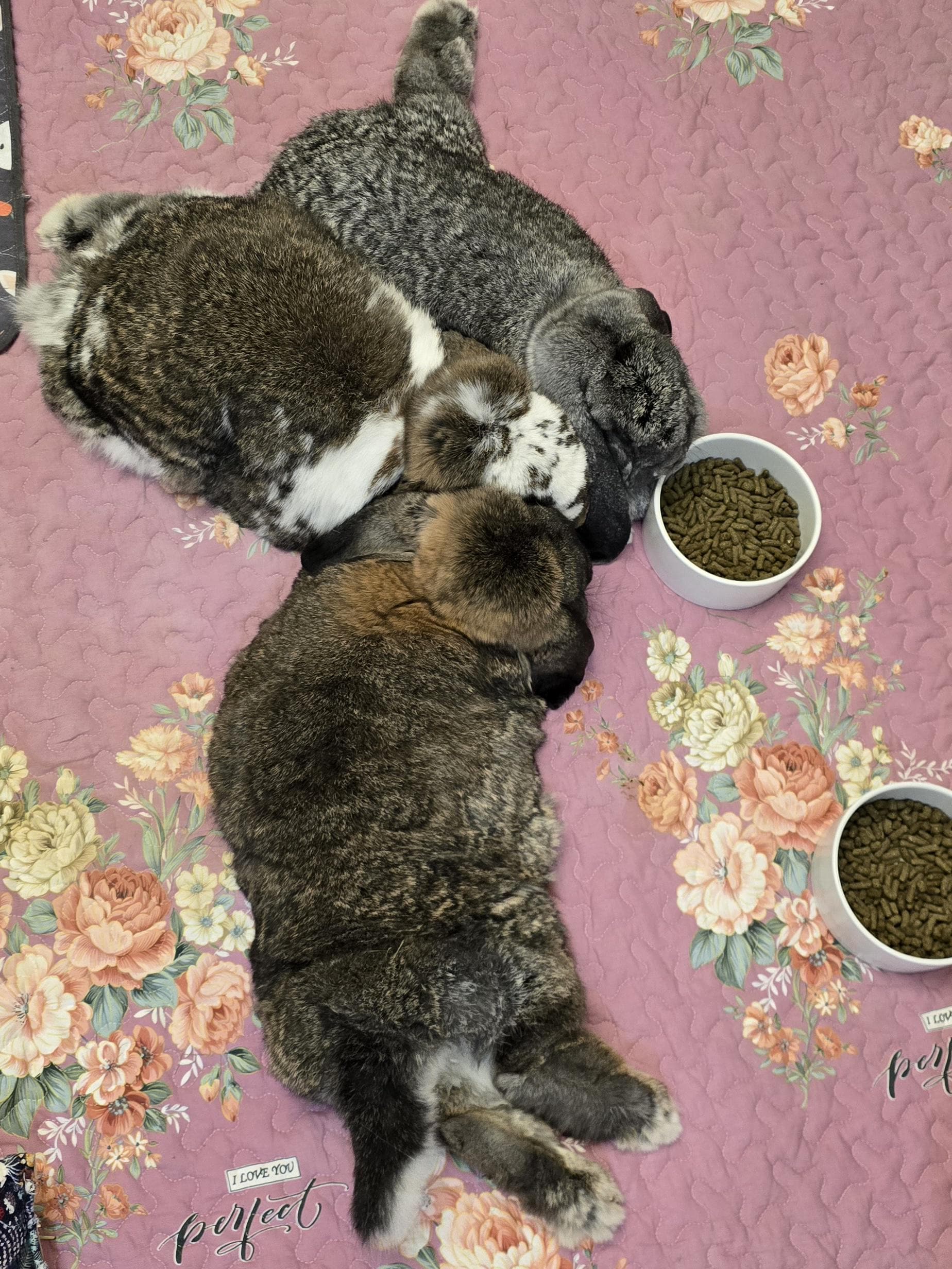 Rabbit Mat - Etsy
