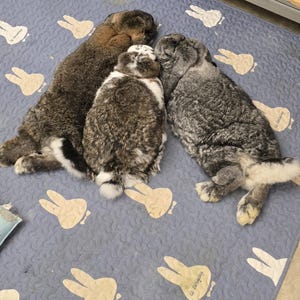 Cotton Pet Play Mat 5x7ft: Non-Slip Machine Washable