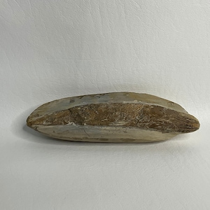 Prehistoric Fossil Fish