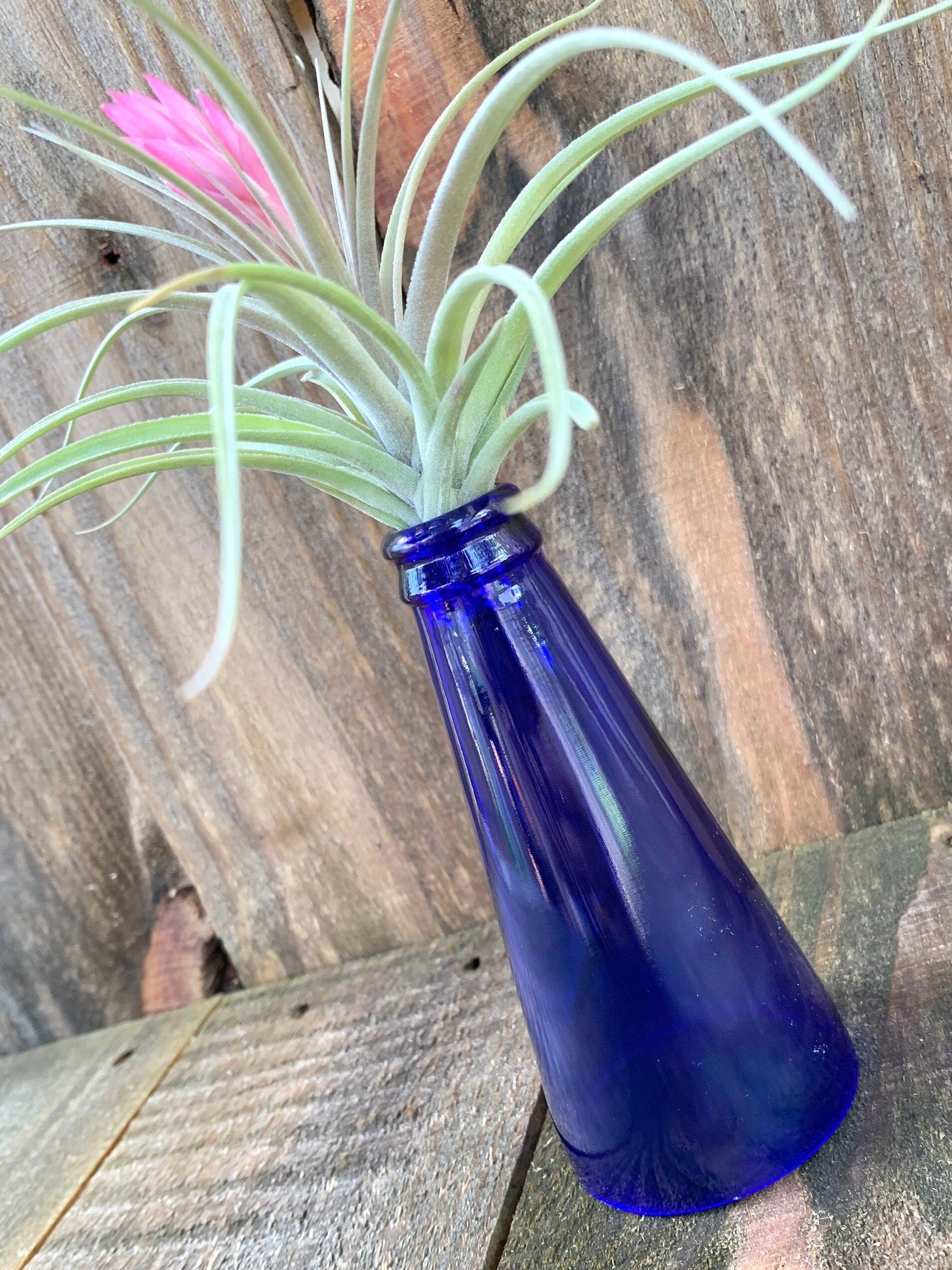 Air Plant Holder Unique Planter Blue Glass Up Cycled Etsy