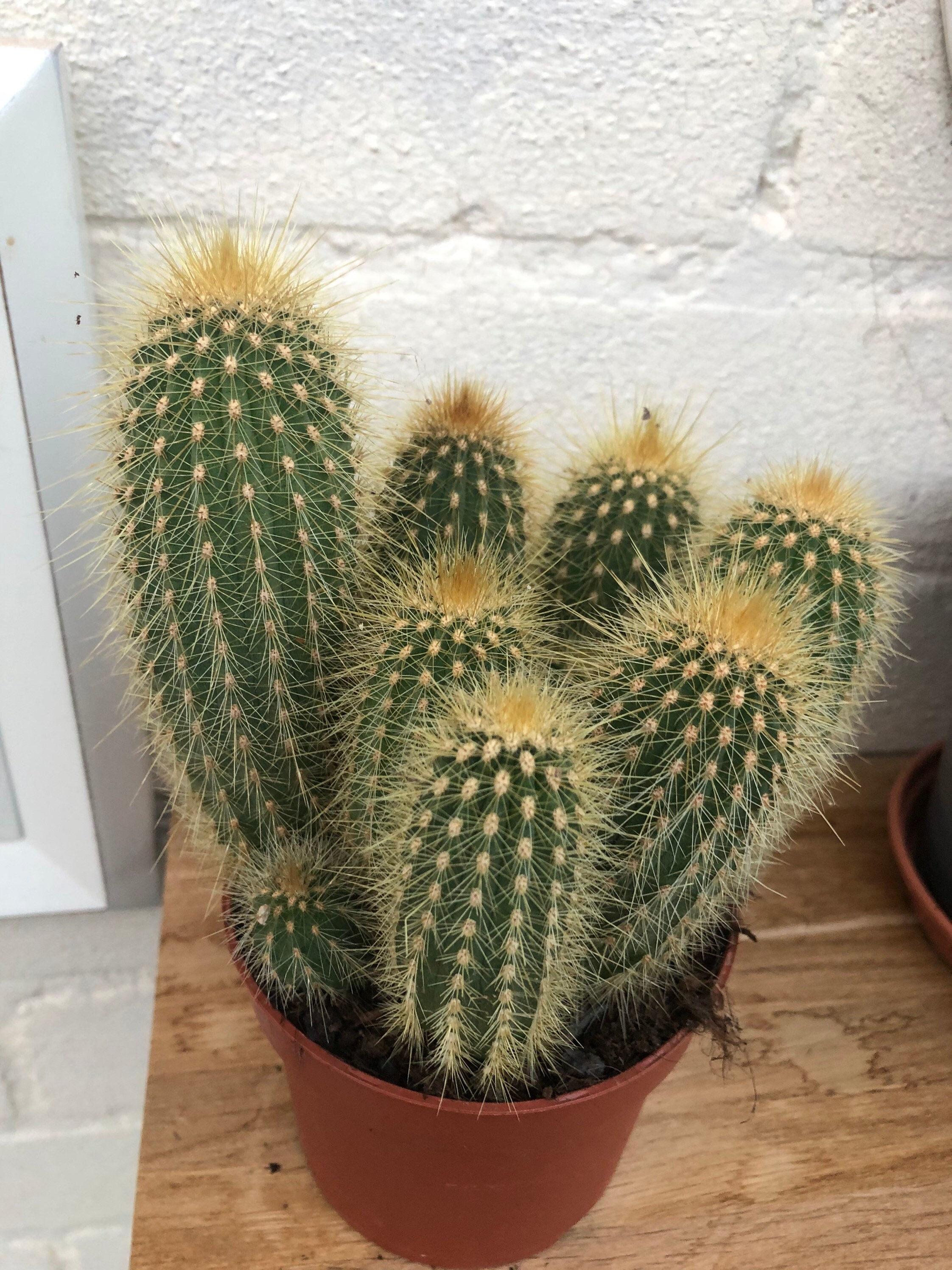 Vatricania guentheri Cacti 2 sizes | Etsy