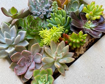 Premium Succulents Box | Seasonal succulent cuttings | Beautiful gift