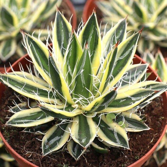 Agave Schidigera'royal Flush live Plant - Etsy Denmark