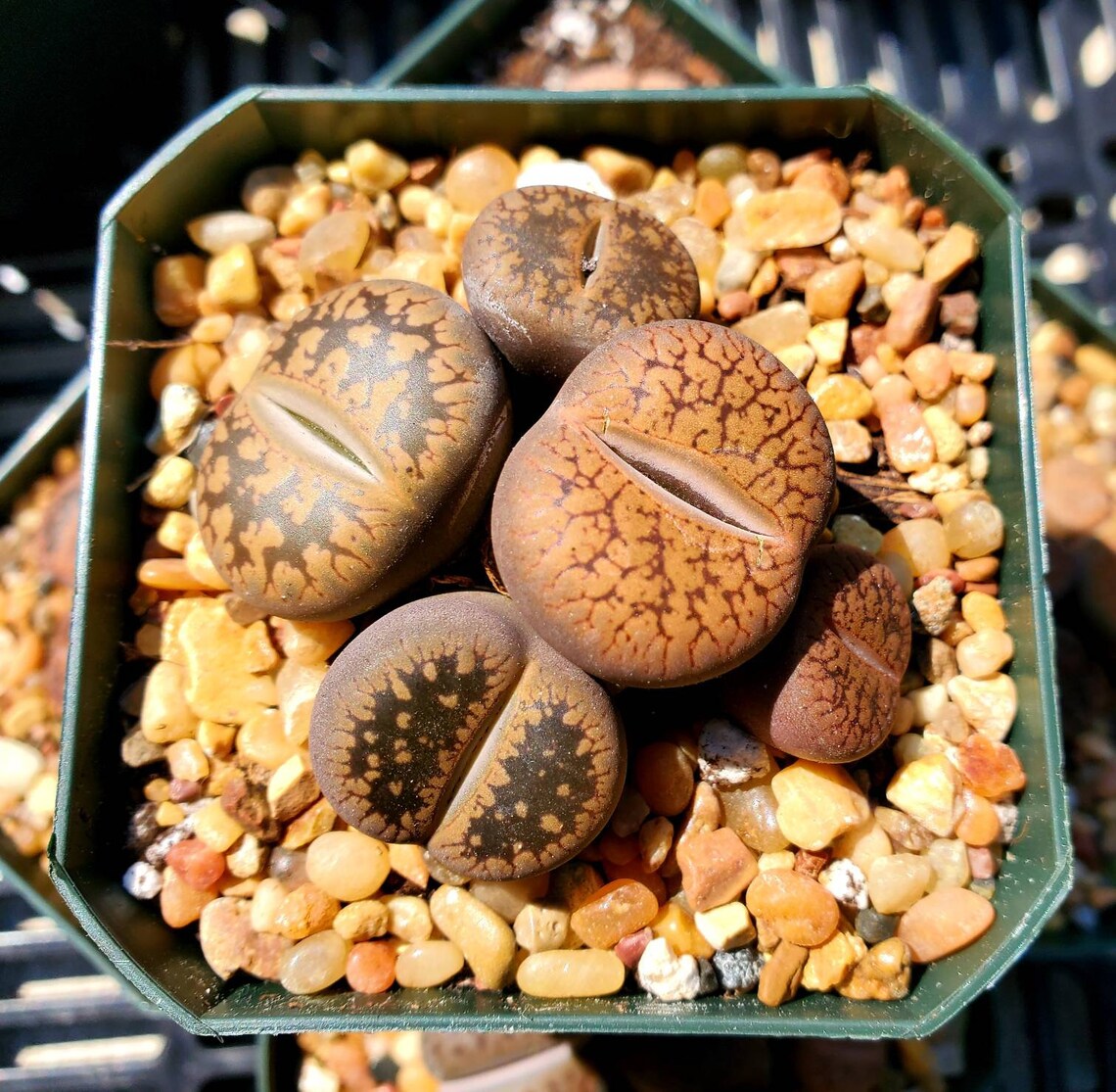 Lithops Living Stones Living Rock Mimicry Plant Live Etsy Canada