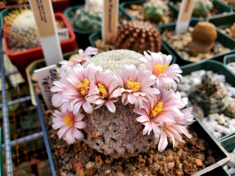 Mammillaria Plants on Etsy