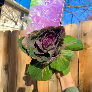 Purple kale-inspired 4-pack image 3