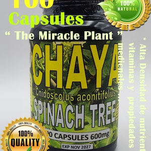 Chaya,Chaya 100 Caps, Chaya tree, organic spinach tree !!!