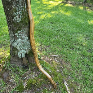 May include: A long, curved, wooden walking stick with a natural brown finish. The stick is leaning against a tree trunk in a grassy area.