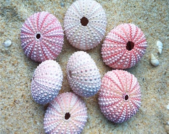 Pink Sea Urchin 4cm Big Sea Urchin Philippine Pink Sea Urchin Terrarium Red