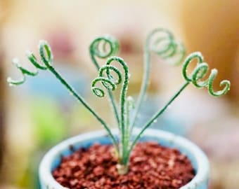 10 Seeds albuca viscosa ‘the sticky albuca’ Rare Succulent Seed Succulents Meaty Plants Bonsai