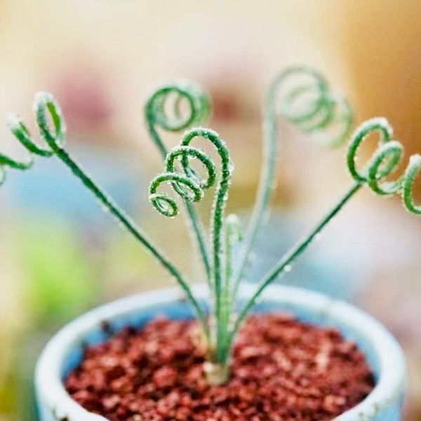 10 Seeds albuca viscosa ‘the sticky albuca’ Rare Succulent Seed Succulents Meaty Plants Bonsai