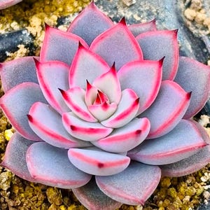 エケベリア・カアマノイ・プエブラ（種子10粒）多肉植物の種子 ロゼット植物