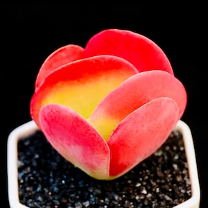 Peut inclure: Une plante succulente vibrante avec des feuilles épaisses et arrondies aux tons de rouge, de jaune et de vert. La plante est plantée dans un petit pot carré blanc rempli de gravier noir. Le fond est noir uni.