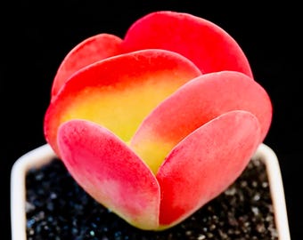 Kalanchoe thyrsiflora Suculenta Roja Plantas Carnosas (10 Semillas)