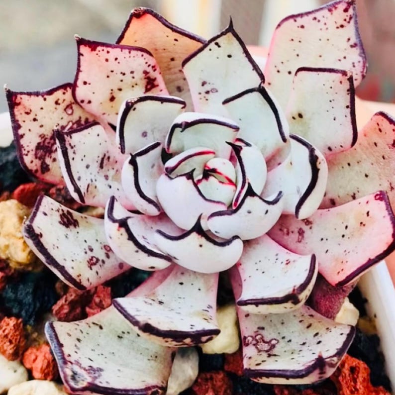 May include: Close-up of a succulent plant with layered, petal-like leaves. The leaves are primarily white with dark purple edges and speckled with purple dots. The tips of the leaves have a pinkish hue. The plant is surrounded by small, colorful rocks.