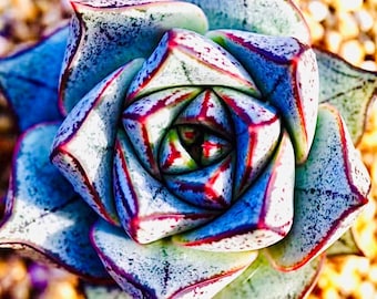 10 semillas de Echeveria purpusorum forma blanca Semillas suculentas raras Suculentas rosadas Plantas carnosas