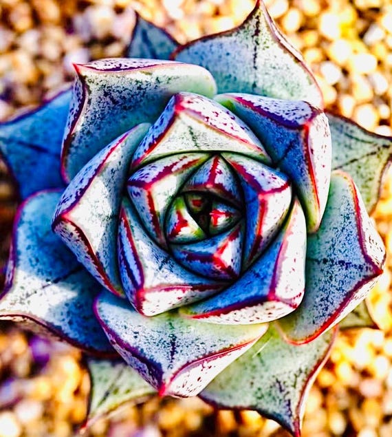 10 Samen Echeveria purpusorum weiss Form seltene Sukkulenten Samen rosa  Sukkulenten Fleischpflanzen - Etsy sterreich