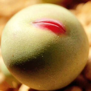 May include: Close-up of a round, pale green fruit with a red, lip-shaped marking. The fruit has a smooth texture and is slightly speckled. The background is a blurred mix of warm, earthy tones.