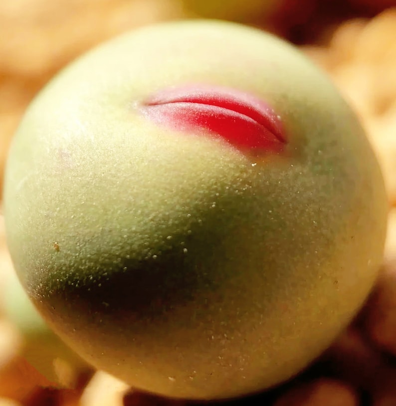 May include: Close-up of a round, pale green fruit with a red, lip-shaped marking. The fruit has a smooth texture and is slightly speckled. The background is a blurred mix of warm, earthy tones.