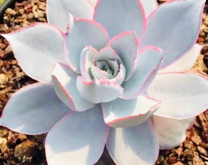 10 Seeds Echeveria Cante Rare Succulent Seeds Plant Flower Succulents Meaty Plants seeds