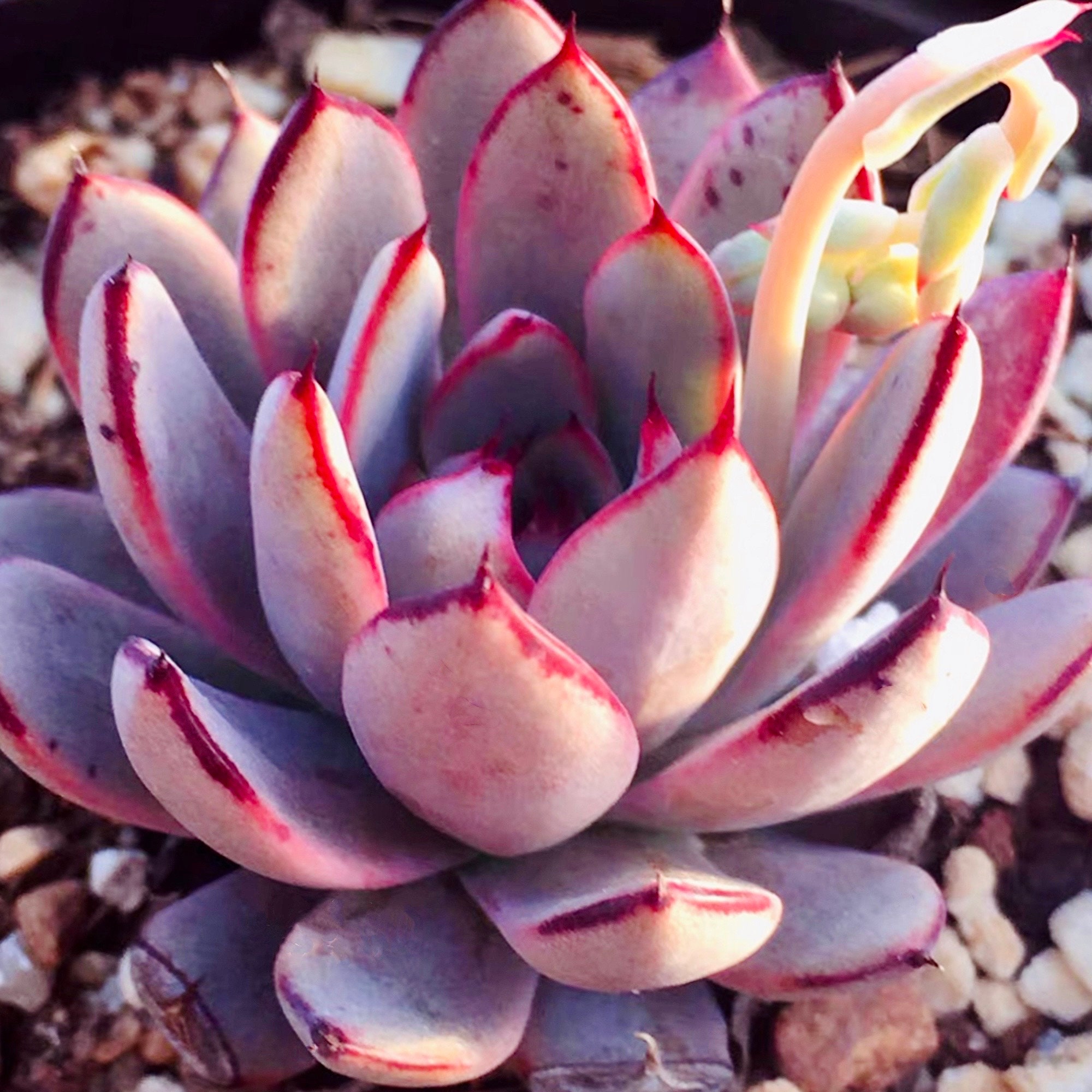 ECHEVERIA 'GORGON'S GROTTO' 10 Pcs Seeds – African Seeds