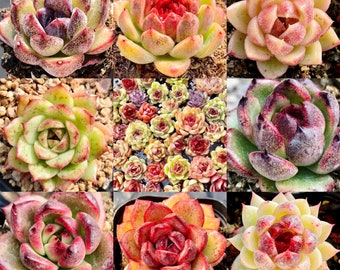 10 Seeds MIX Echeveria Black Queen / Black Rose / Blood Maria Hybrids Mix Succulent Seed Purple Succulents Meaty Plants