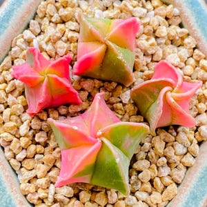 May include: A close-up of four star-shaped succulents in a light blue ceramic pot. The succulents display striking pink and green colours. They are set in a bed of small, tan pebbles. The plants have a folded, geometric form.