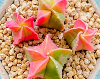 50 個の青い多肉植物の種子、珍しい屋内花ミニサボテンの種子。(#3444