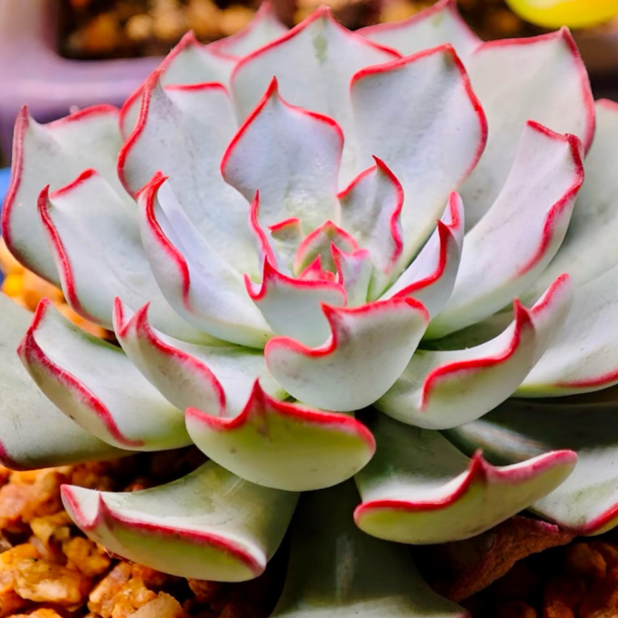 Echeveria Strictiflora V. Nova, Popular Succulent (10 Seeds) - Etsy
