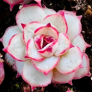 May include: Close-up of a succulent plant with white, rounded leaves edged in bright pink. The centre of the plant has a deep pink hue. The plant is a vibrant example of botanical beauty.