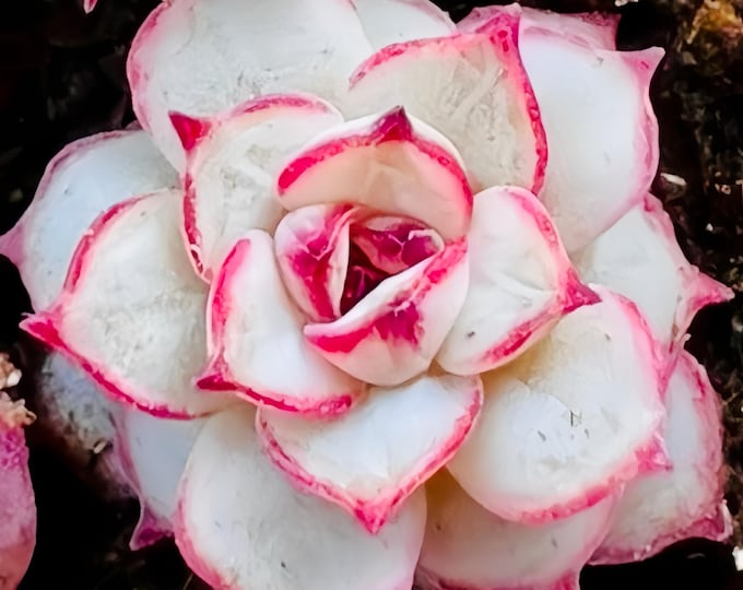 10 Seeds Echeveria nova X 'Vincent Catto' New hybrid rare Succulent Pink Purple seeds Plant Flower Succulents Meaty Plants