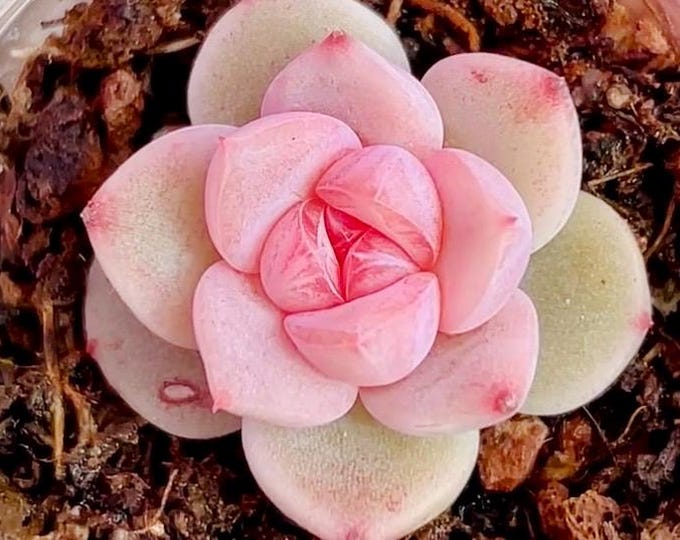 10 seeds Echeveria 'Almond' New Hybrid Seed Rare Succulent Pink Purple Seeds Plant Flower Succulents Meaty Plants